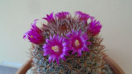 Mammillaria matudae