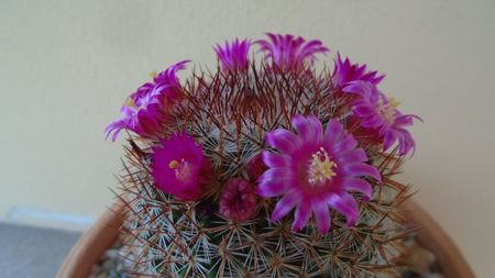 Mammillaria matudae