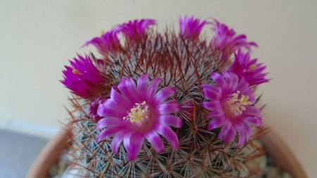 Mammillaria matudae