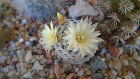 Mammillaria crinita ssp. duwei