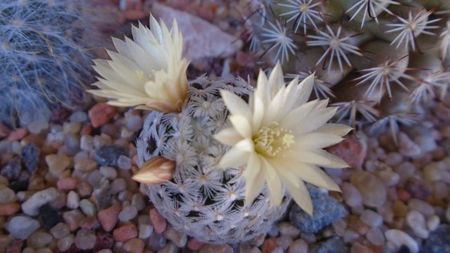 Mammillaria crinita ssp. duwei