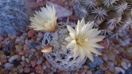 Mammillaria crinita ssp. duwei