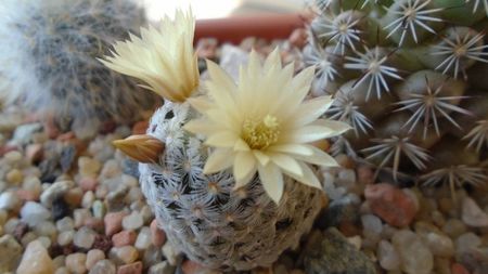 Mammillaria crinita ssp. duwei