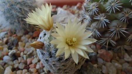 Mammillaria crinita ssp. duwei