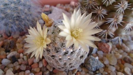 Mammillaria crinita ssp. duwei