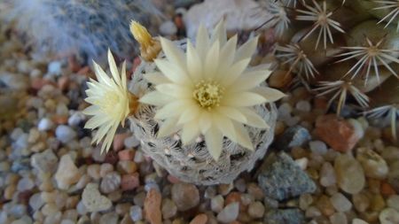 Mammillaria crinita ssp. duwei