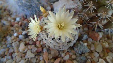 Mammillaria crinita ssp. duwei