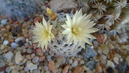 Mammillaria crinita ssp. duwei