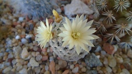 Mammillaria crinita ssp. duwei