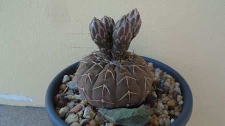 Gymnocalycium stellatum