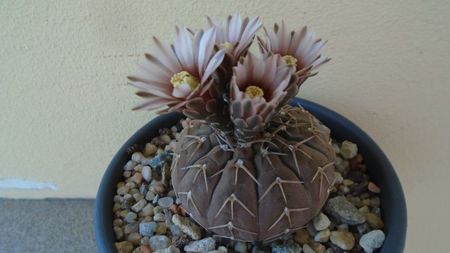 Gymnocalycium stellatum