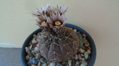 Gymnocalycium stellatum