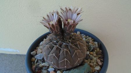 Gymnocalycium stellatum