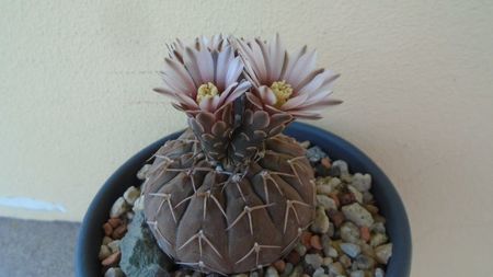 Gymnocalycium stellatum