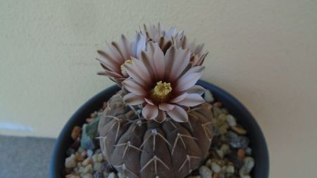 Gymnocalycium stellatum