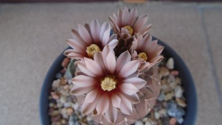 Gymnocalycium stellatum