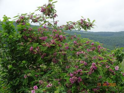 robinia hispida