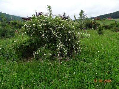 rosa canina