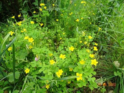 oxalis stricta