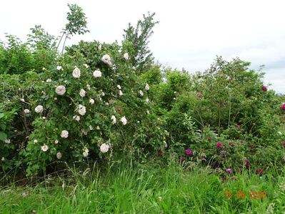 Cuisse de Nymphe si Sissinghurst Castle