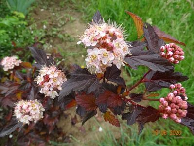 physocarpus Lady in red