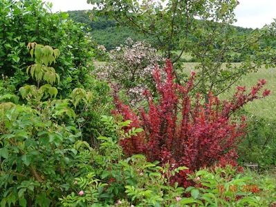 berberis Orange Rocket