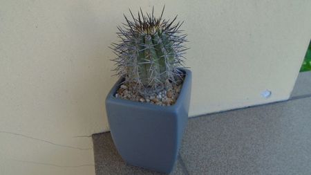 Copiapoa calderana ssp. atacamensis