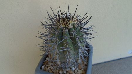 Copiapoa calderana ssp. atacamensis