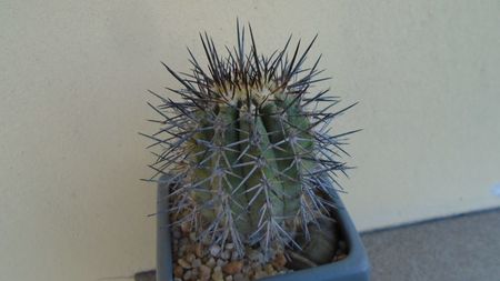 Copiapoa calderana ssp. atacamensis