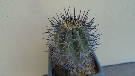 Copiapoa calderana ssp. atacamensis