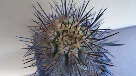 Copiapoa calderana ssp. atacamensis