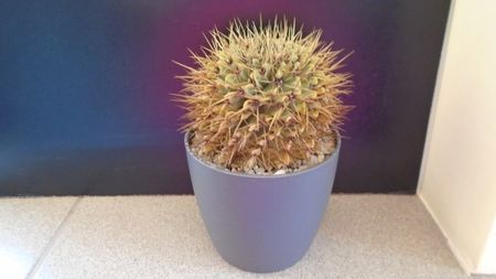 Notocactus (Parodia) buiningii; replantat in 8 iun. 2020
