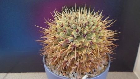 Notocactus (Parodia) buiningii; replantat in 8 iun. 2020
