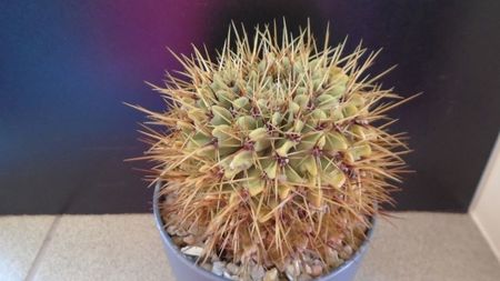 Notocactus (Parodia) buiningii; replantat in 8 iun. 2020
