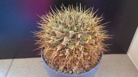 Notocactus (Parodia) buiningii; replantat in 8 iun. 2020
