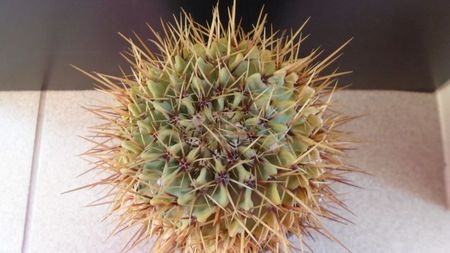 Notocactus (Parodia) buiningii; replantat in 8 iun. 2020
