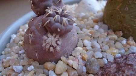 Tephrocactus geometricus; replantate in 13 iun. 2020
