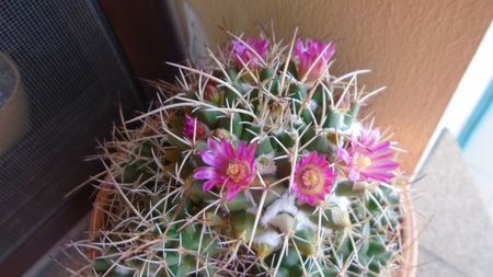 Mammillaria compressa