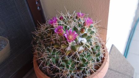 Mammillaria compressa