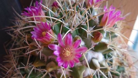 Mammillaria compressa