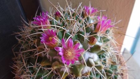 Mammillaria compressa