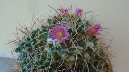 Mammillaria compressa