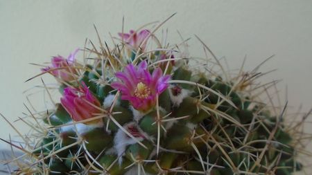 Mammillaria compressa