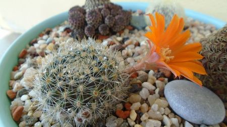 Rebutia steinmannii v. christinae