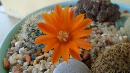 Rebutia steinmannii v. christinae