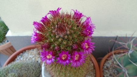 Mammillaria matudae