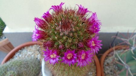 Mammillaria matudae