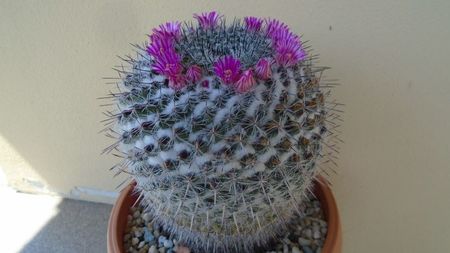 Mammillaria formosa ssp. chionocephala