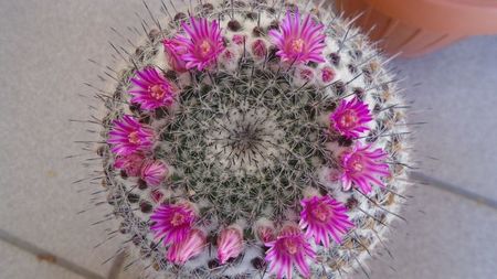 Mammillaria formosa ssp. chionocephala