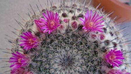 Mammillaria formosa ssp. chionocephala